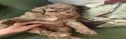 Bernedoodle dogs for sale: F1b Bernedoodle  - Advert 18