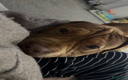 Mixed Breed dogs for sale: Shar Pei and Dogue De Bordeaux Hybrid  - Advert 2