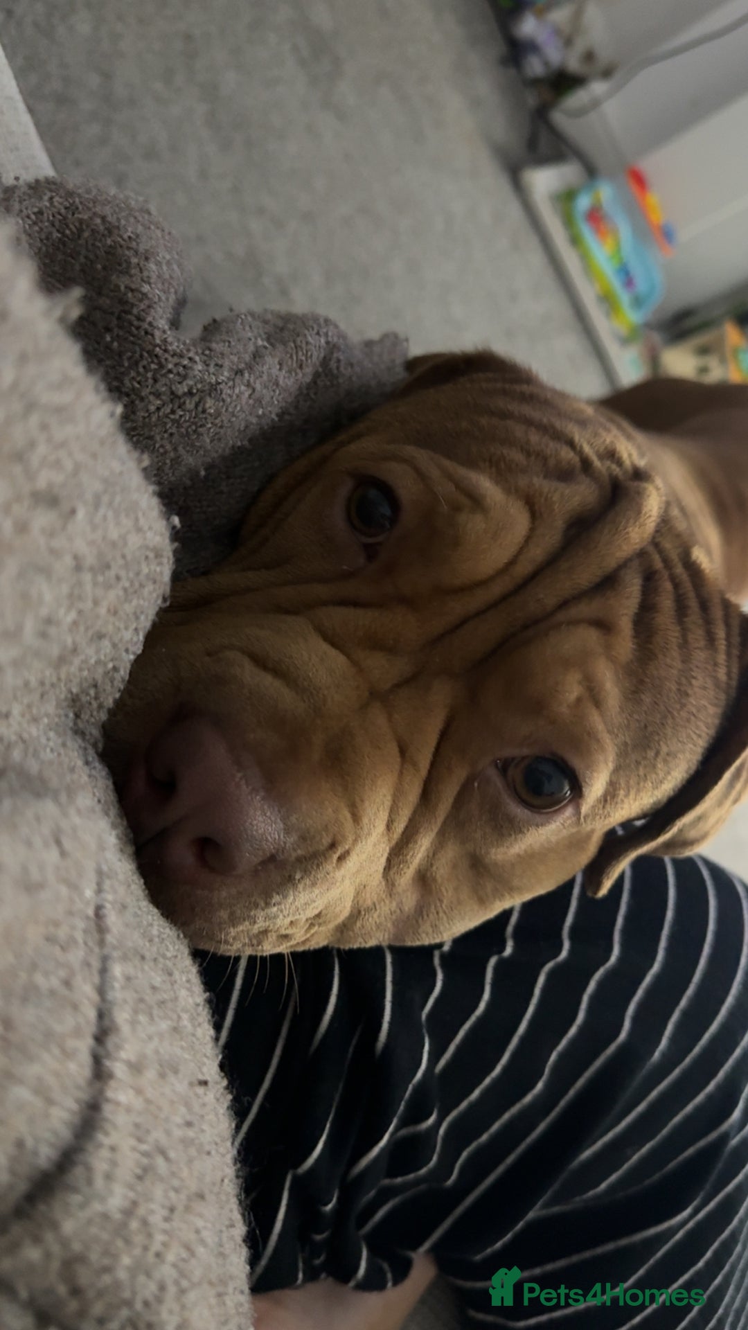 Mixed Breed dogs for sale: Shar Pei and Dogue De Bordeaux Hybrid  - Advert 2