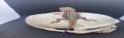 Bearded Dragon reptiles for sale: Spectacular baby dragons ready now  - Advert 1