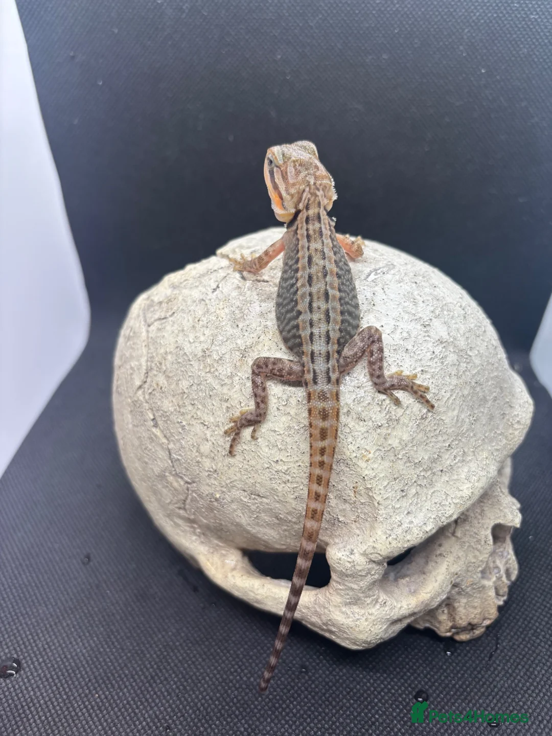 Bearded Dragon reptiles for sale: Spectacular baby dragons ready now  - Advert 1