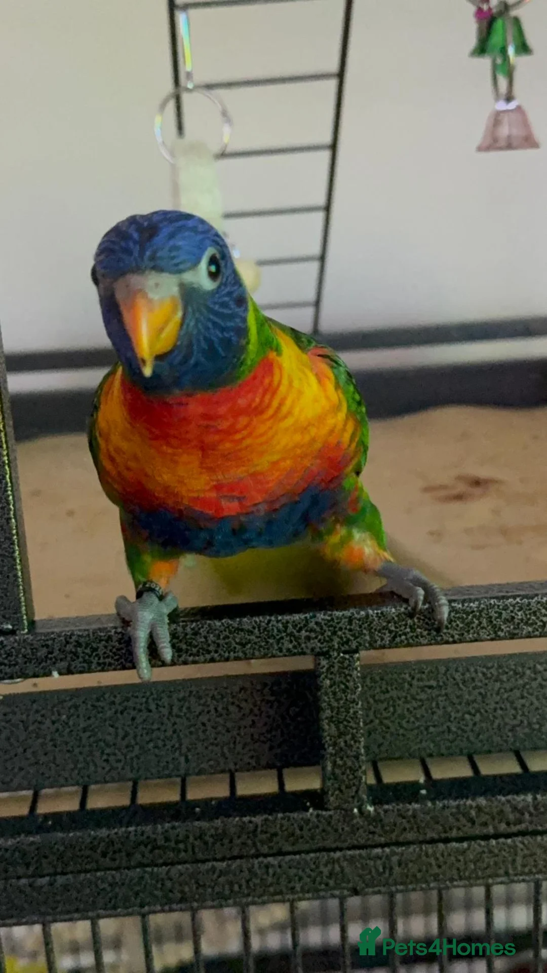 Lorikeets birds for sale: Lorikeet - Advert 3