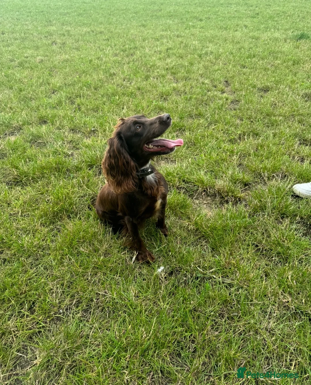 Cocker Spaniel dogs for sale: Cocker spaniel 4yrs old female  in Derby - Advert 5