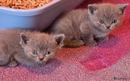 British Shorthair cats for sale: 6 x British Short-haired Blue kittens for sale - Image 13