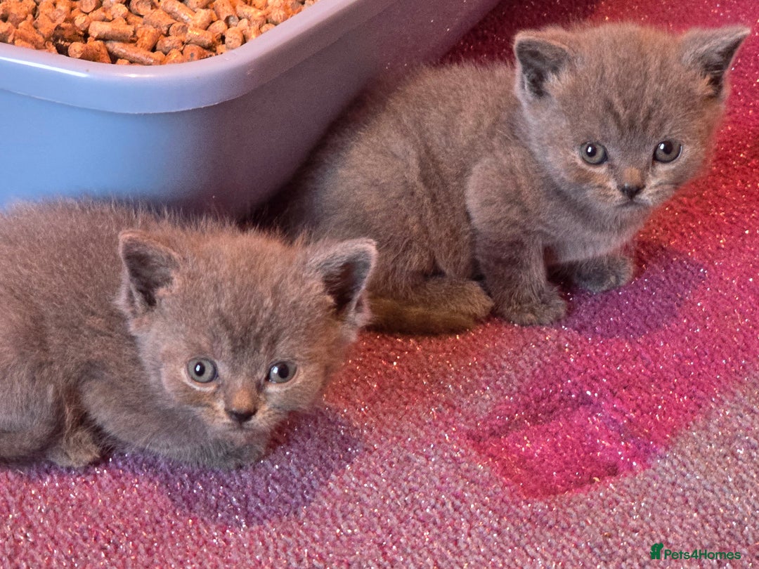 British Shorthair cats for sale: 6 x British Short-haired Blue kittens for sale - Image 13
