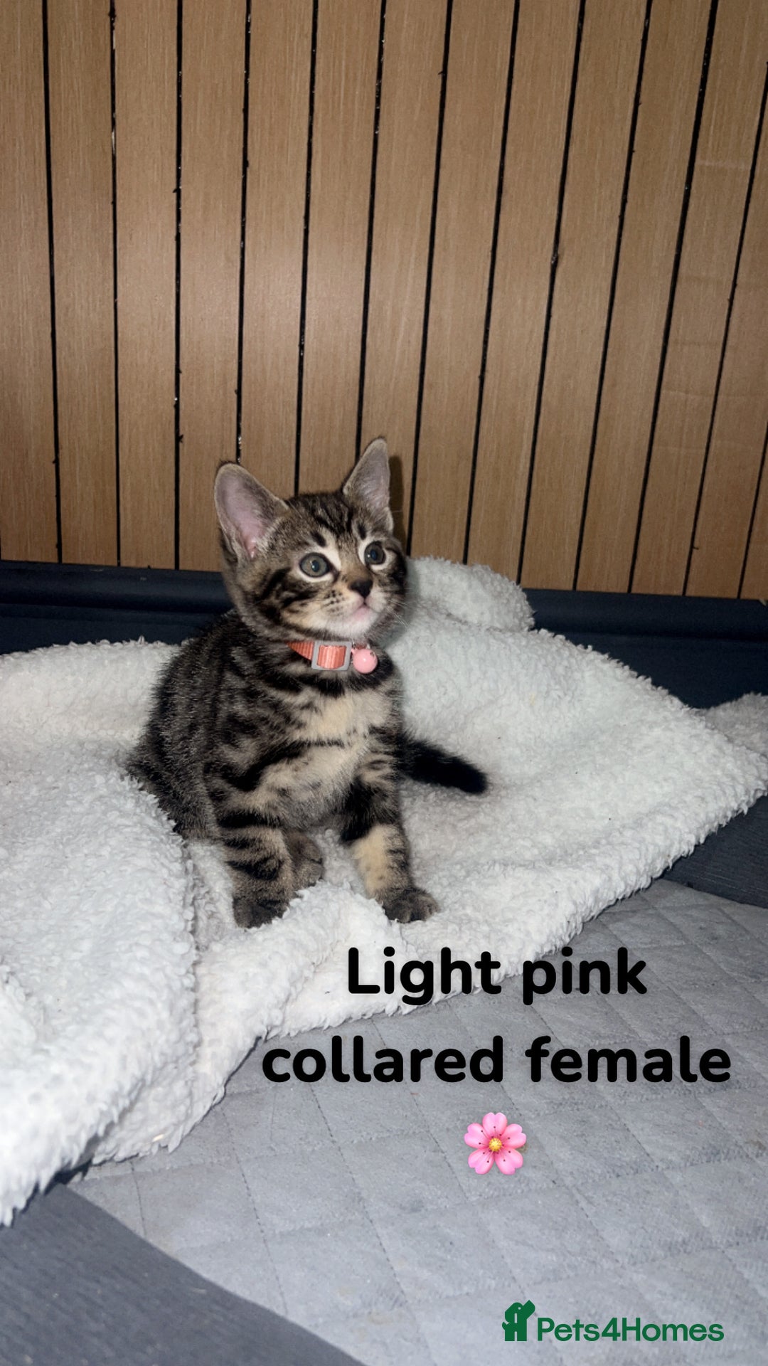 Bengal cats for sale: Beautiful Bengal kittens  - Advert 7