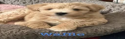 Miniature Schnauzer dogs for sale: GORGEOUS ADULT RKC WHEATEN H/T MINIATURE SCHNAUZER - Advert 2