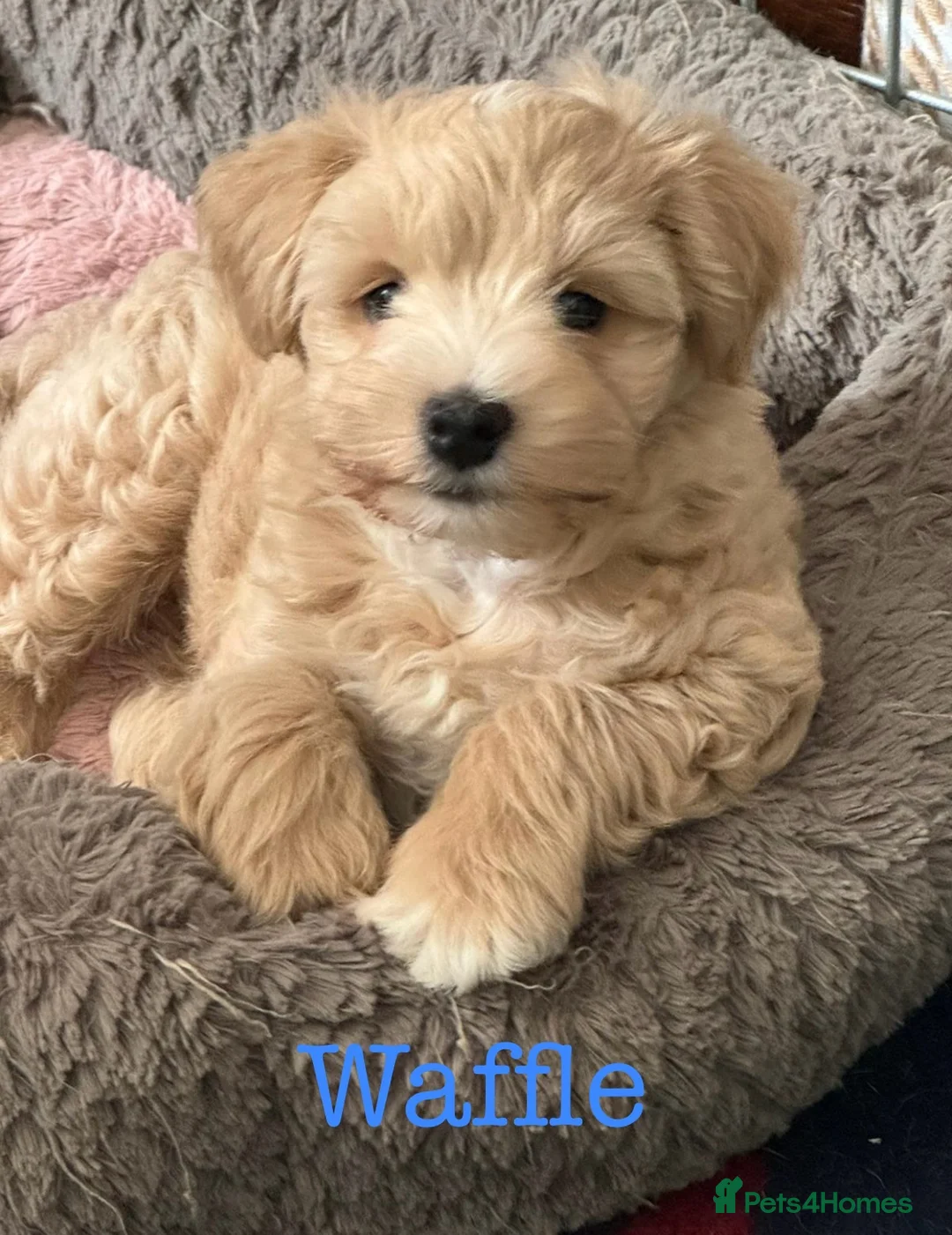 Miniature Schnauzer dogs for sale: GORGEOUS ADULT RKC WHEATEN H/T MINIATURE SCHNAUZER - Advert 2