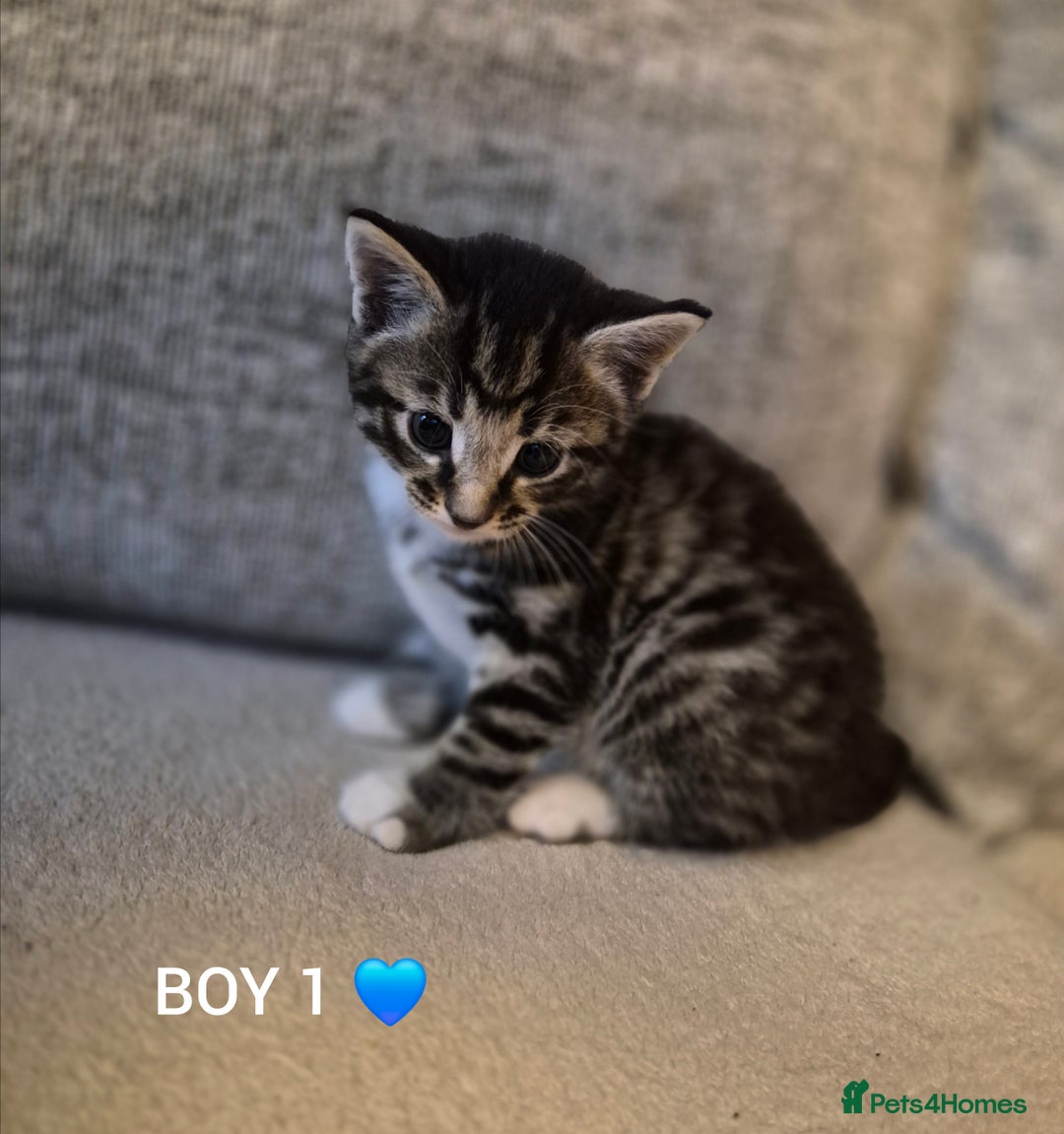 Mixed Breed cats for sale: Beautiful grey and tabby kittens  - Advert 3