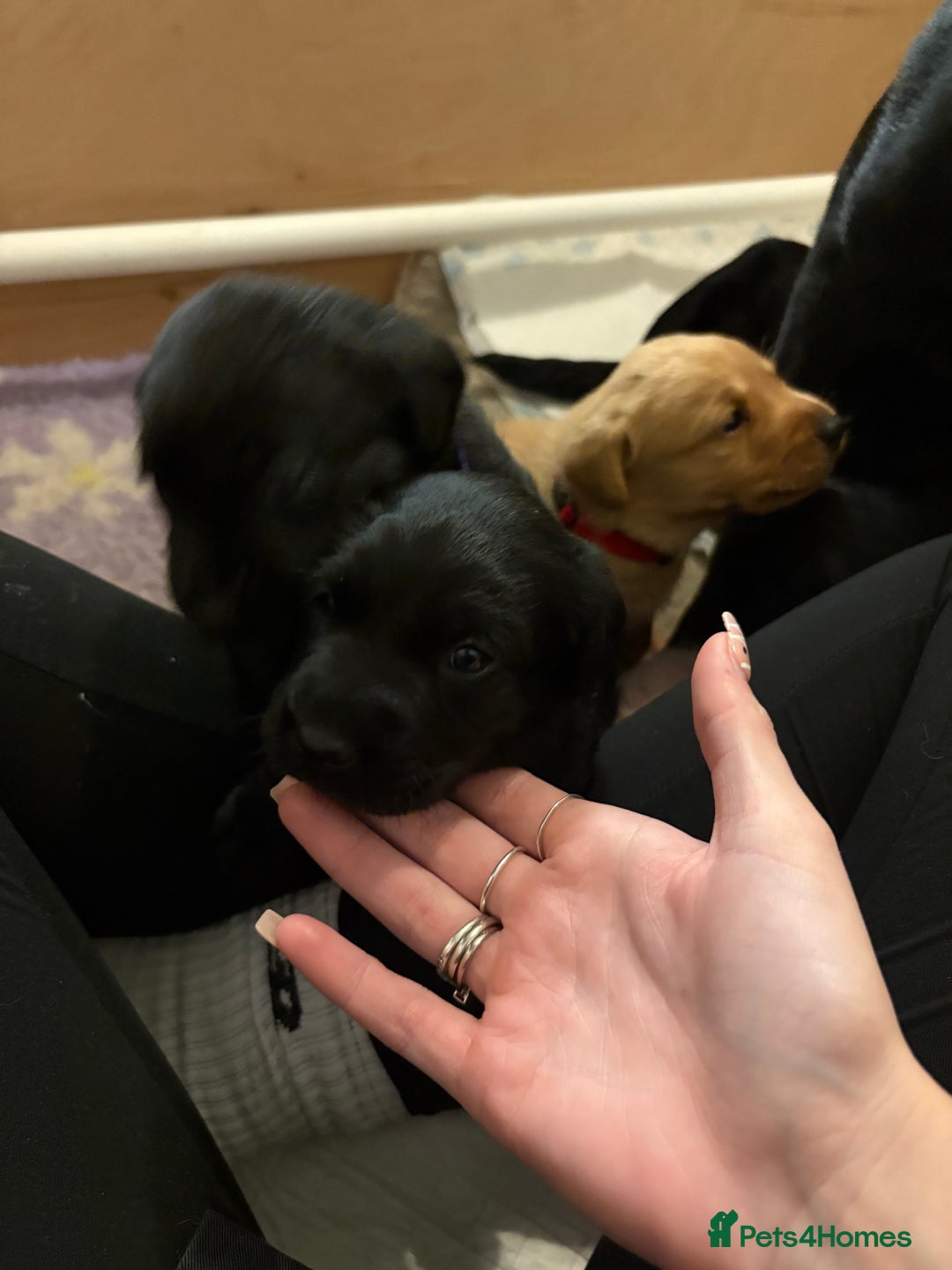 Labrador Retriever dogs for sale: Labrador puppies.  - Advert 11