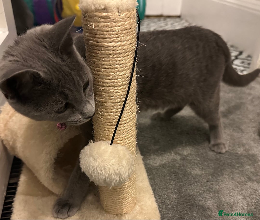 Russian Blue cats for sale: Russian Blue Kittens - Image 12