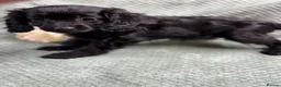 Cavapoo dogs for sale: Beautiful Cavapoo puppies - Advert 8