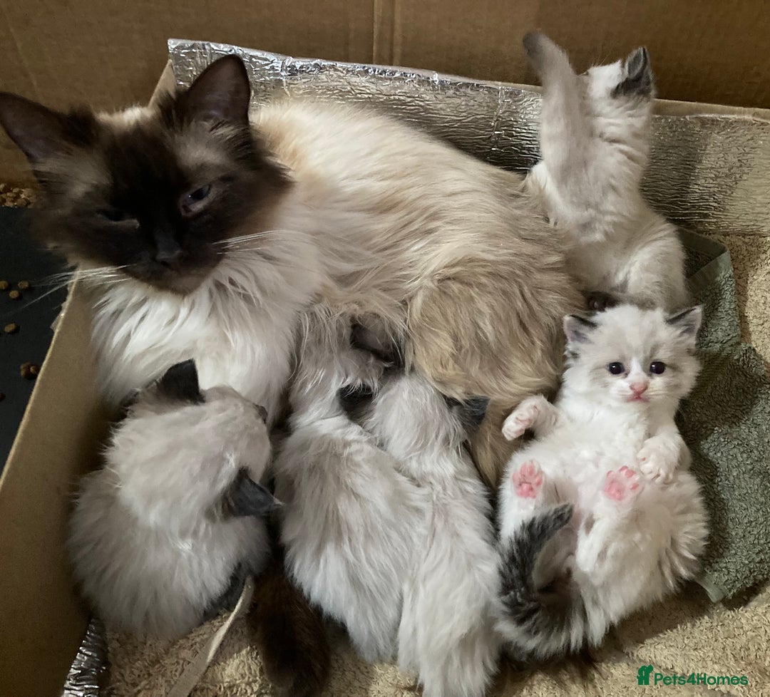Ragdoll cats for sale: Ragdoll Kittens in Boston - Image 21