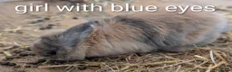 English Lop rabbits for sale: 5 lops ready to go  - Advert 7