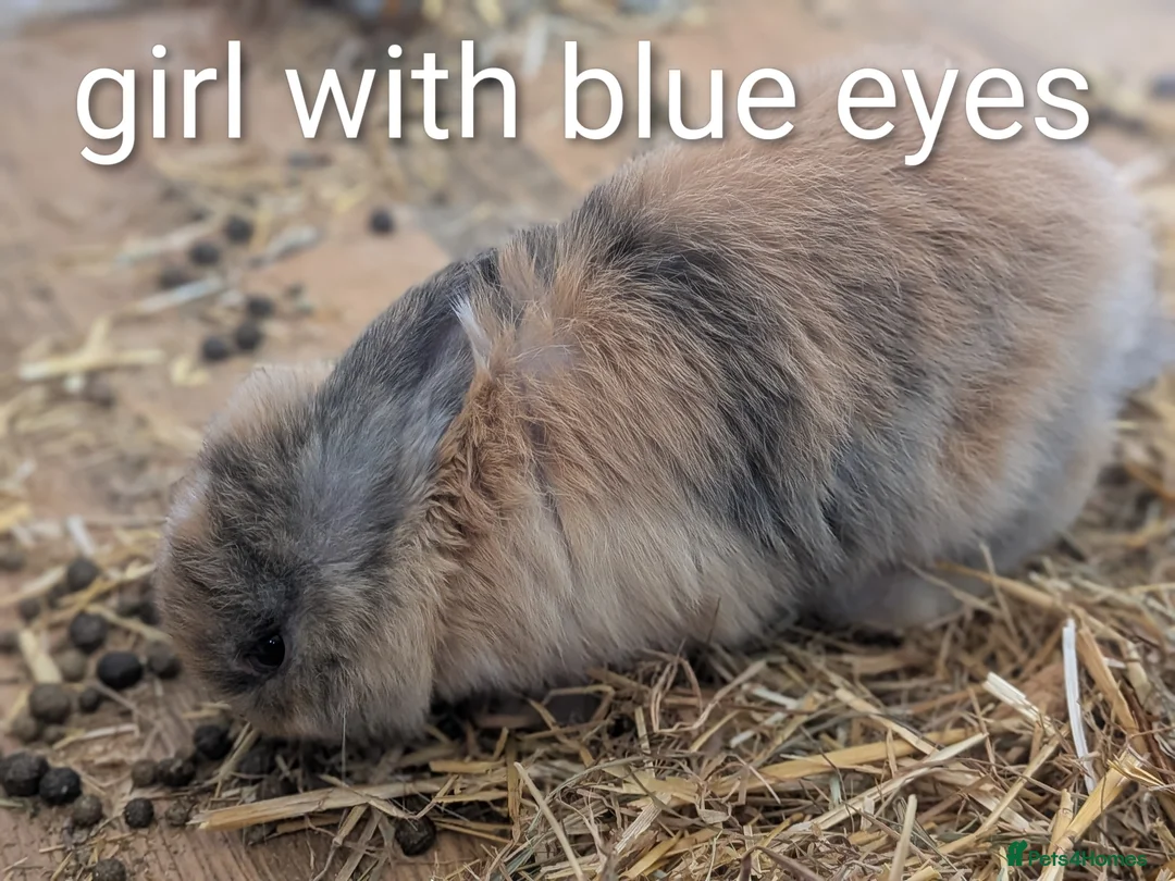 English Lop rabbits for sale: 5 lops ready to go  - Advert 7