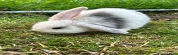Mini Lop rabbits for sale: Mini lop rabbits x 4  - Advert 3