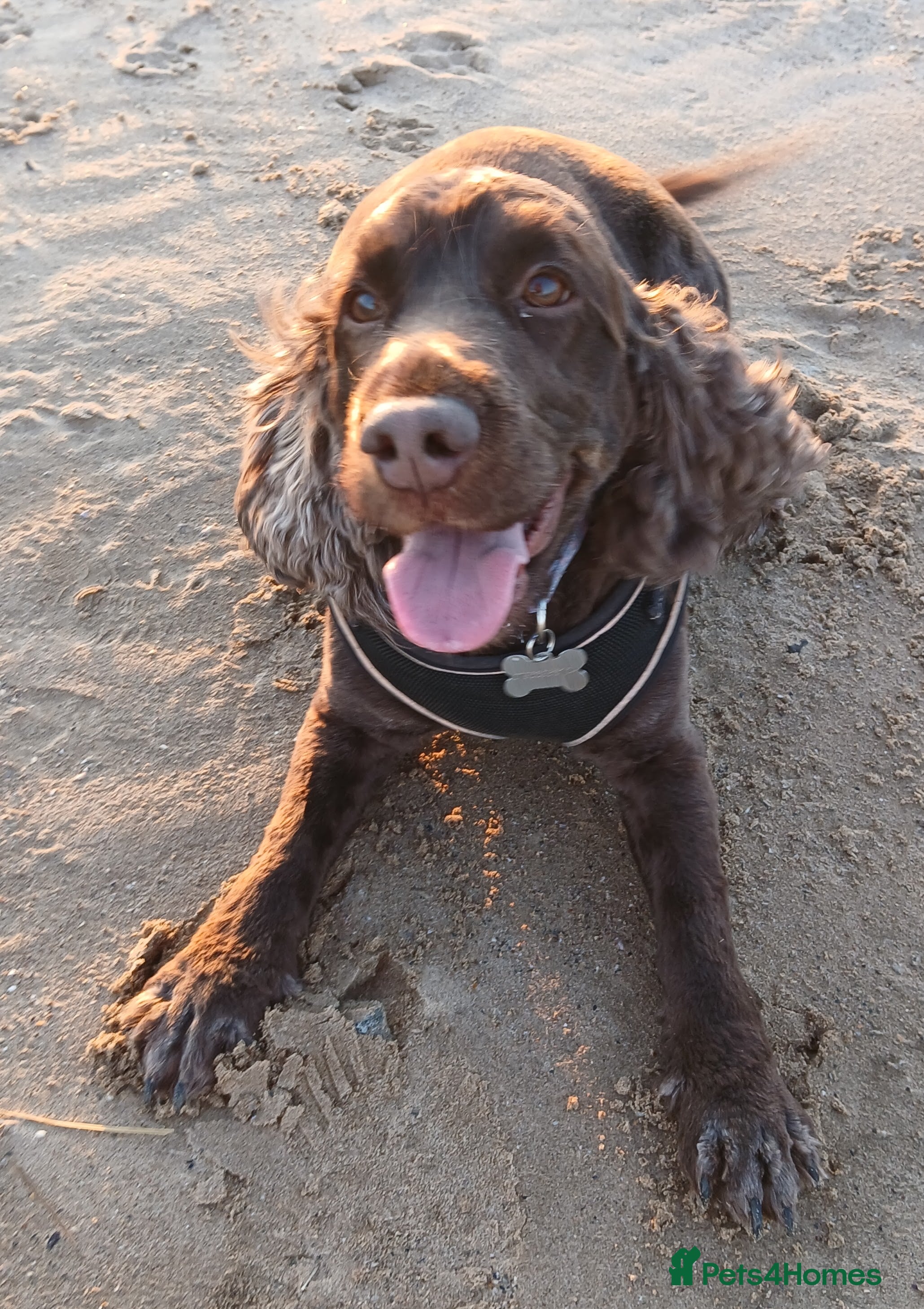 Cocker Spaniel dogs Show Cocker FREE - Advert 1