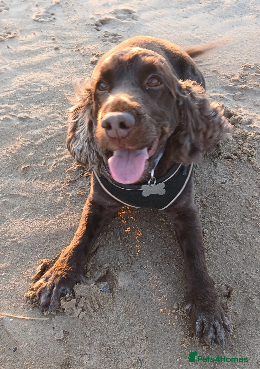 Cocker Spaniel dogs for sale: Show Cocker FREE - Advert 1