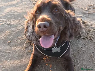 Cocker Spaniel dogs Show Cocker FREE - Advert 1