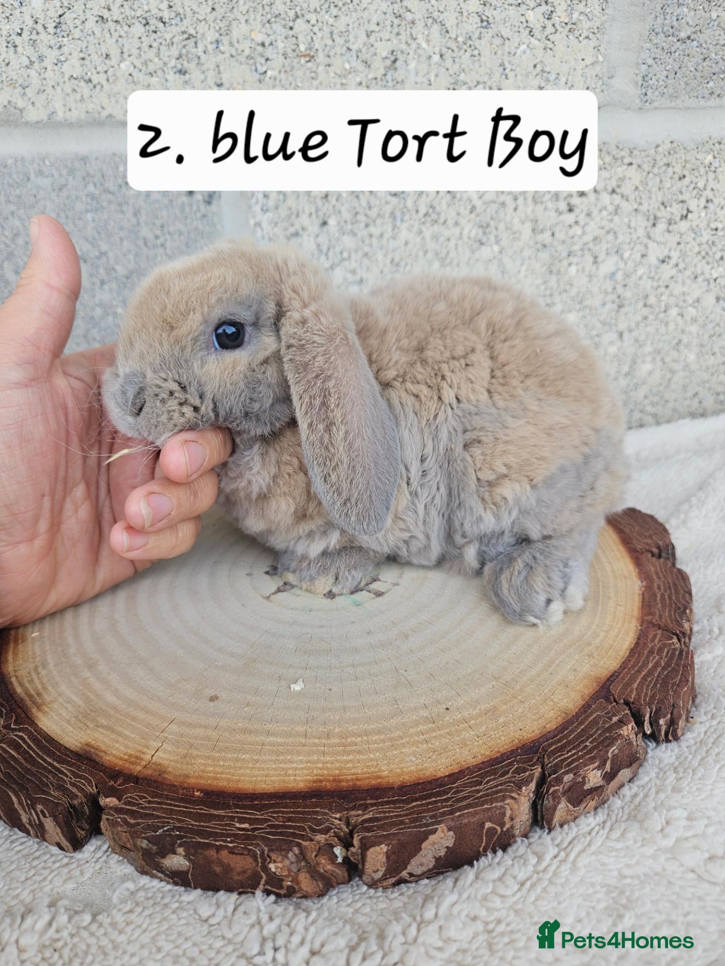 Mini Lop rabbits 🩷Ad 1 Purebred mini plush lops🩵🧸 - Advert 1