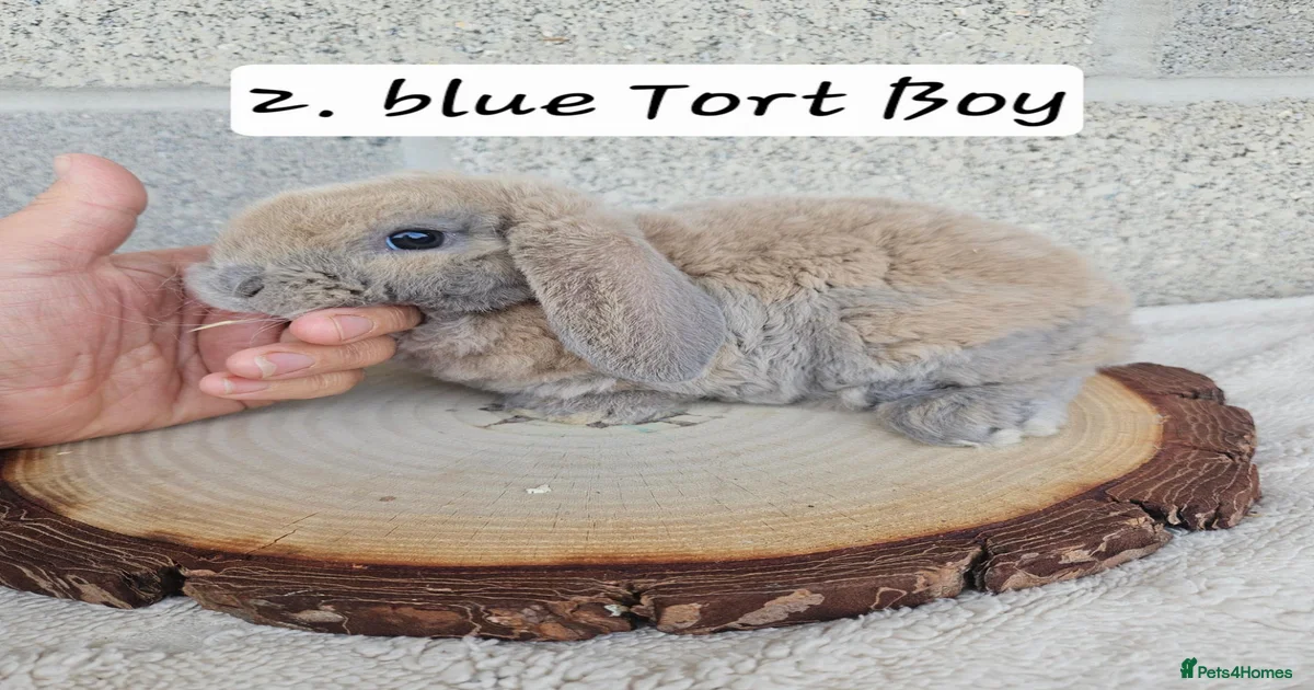 Mini Lop Rabbits for Sale for sale | Pets4Homes
