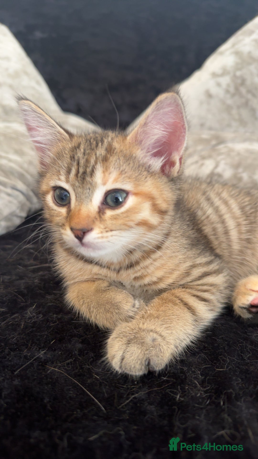 Mixed Breed cats for sale: Kittens  - Image 4