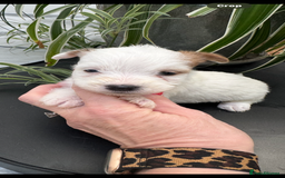 Jack Russell dogs for sale: KC STUNNING ROUGH COATED JACK RUSSELL PUPS  - Image 8