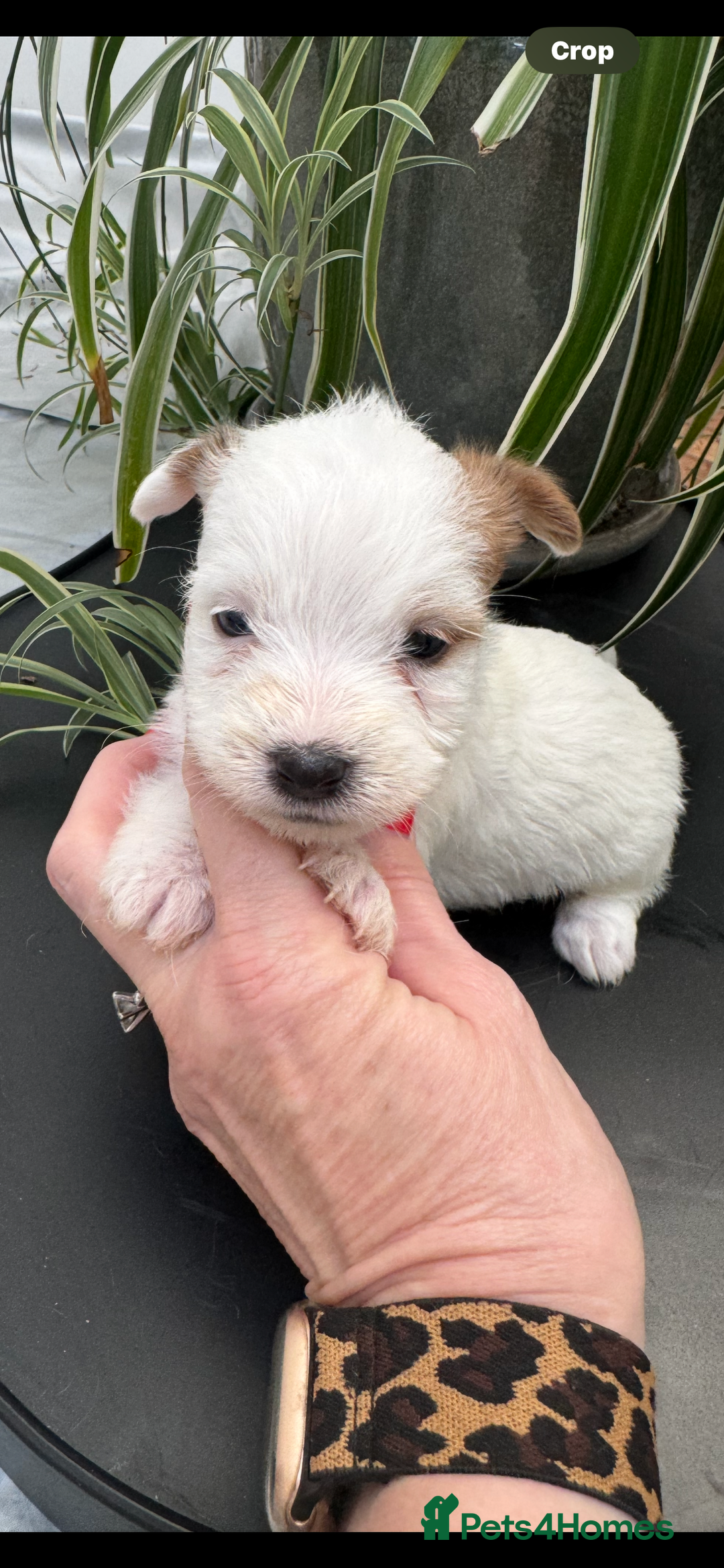 Jack Russell dogs for sale: KC STUNNING ROUGH COATED JACK RUSSELL PUPS  - Image 8