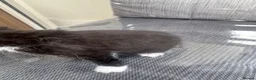 Mixed Breed cats for sale: KITTENS FOR SALE  - Advert 7