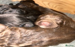 Cocker Spaniel dogs for stud: Proven Working Cocker Spaniel Stud  in Swansea - Image 8
