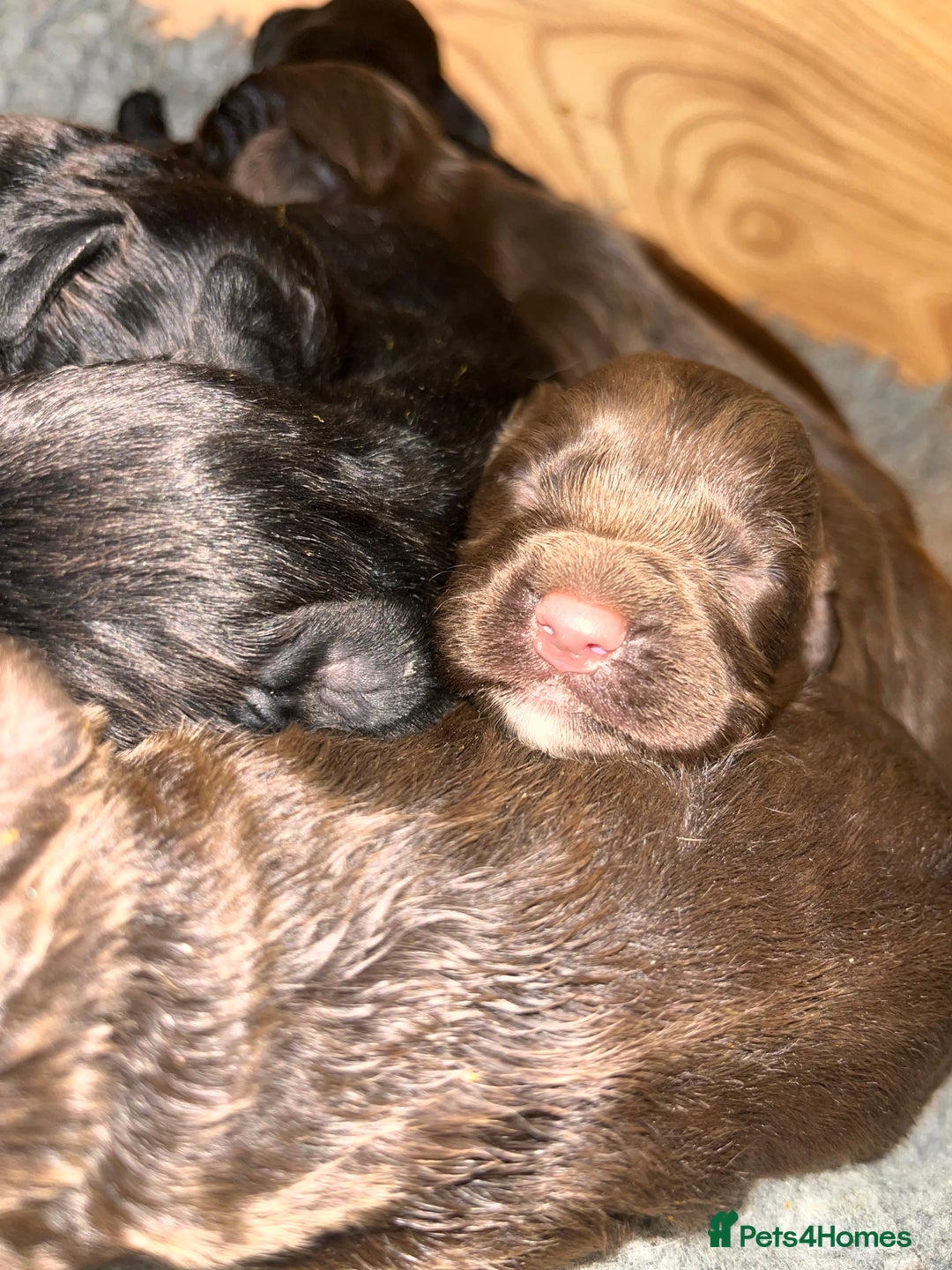 Cocker Spaniel dogs for stud: Proven Working Cocker Spaniel Stud  in Swansea - Image 8