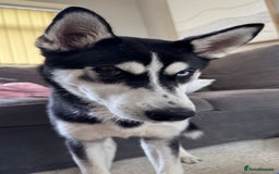 Siberian Husky dogs for sale: Rehoming for Nero - Image 4