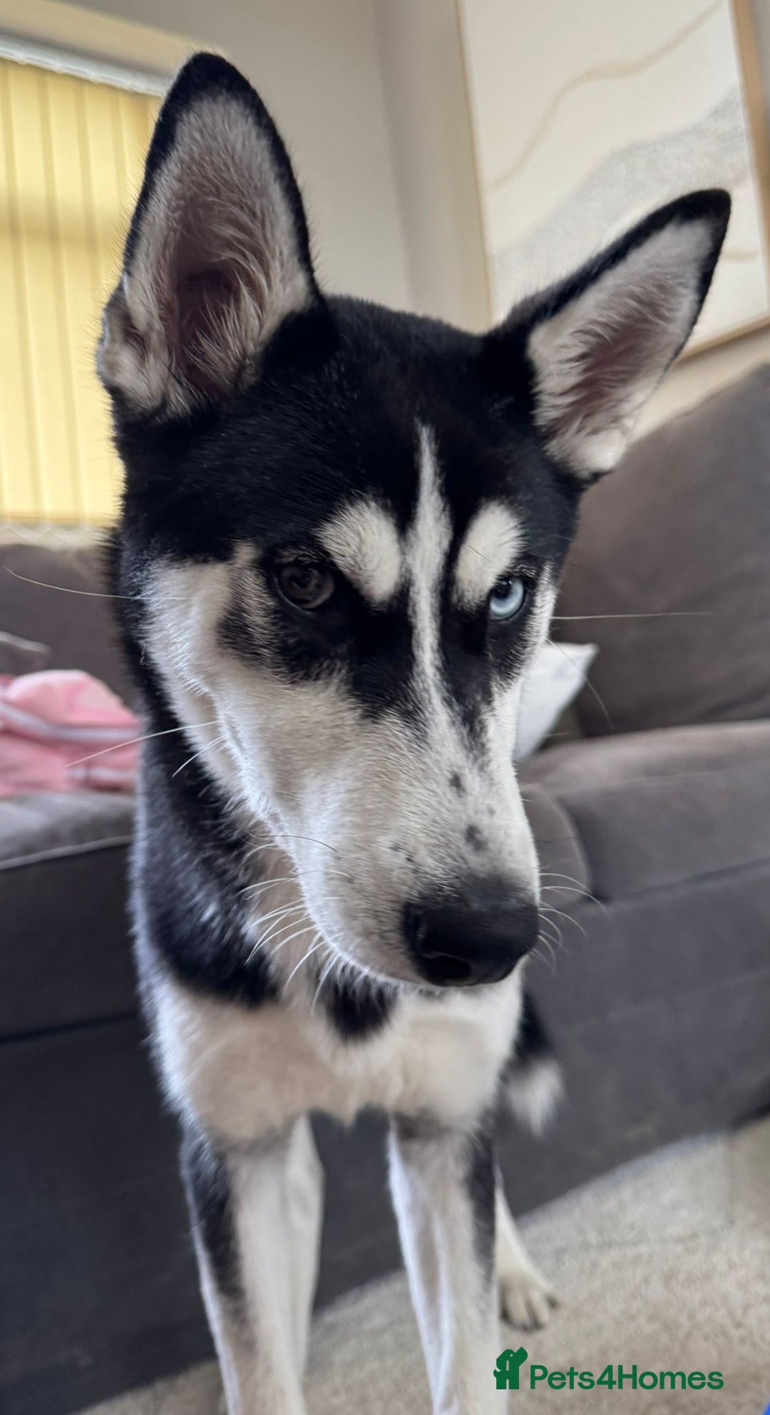 Siberian Husky dogs for sale: Rehoming for Nero - Image 4