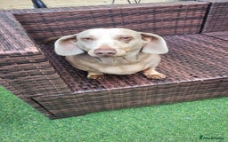 Dachshund dogs for sale: Lili  - Image 2