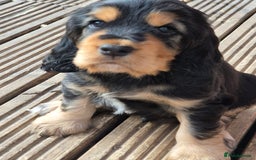 Cocker Spaniel dogs for sale: 1 Black and Tan boy KC Show Cocker Spaniel - Image 21