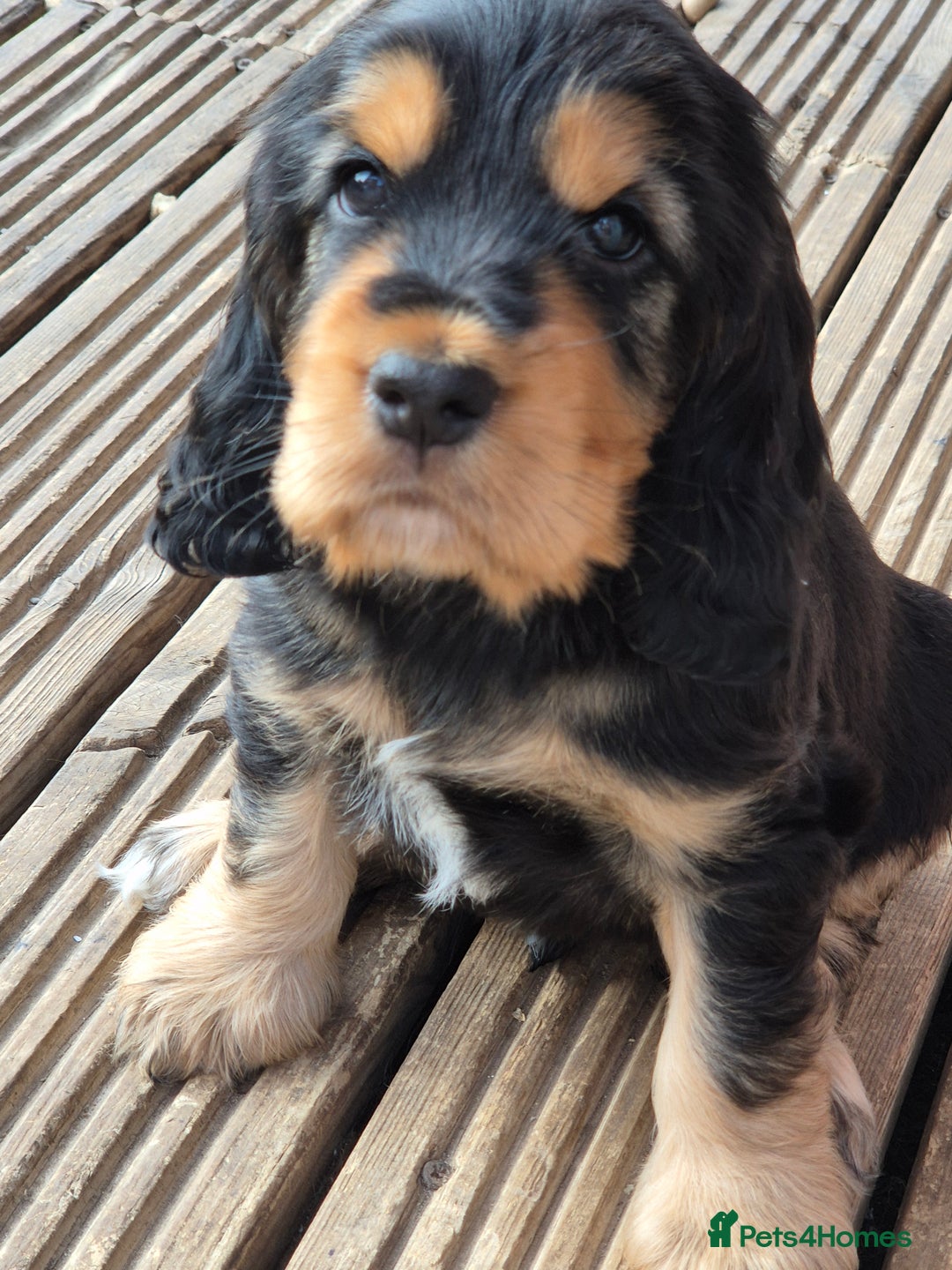 Cocker Spaniel dogs for sale: 1 Black and Tan boy KC Show Cocker Spaniel - Image 21