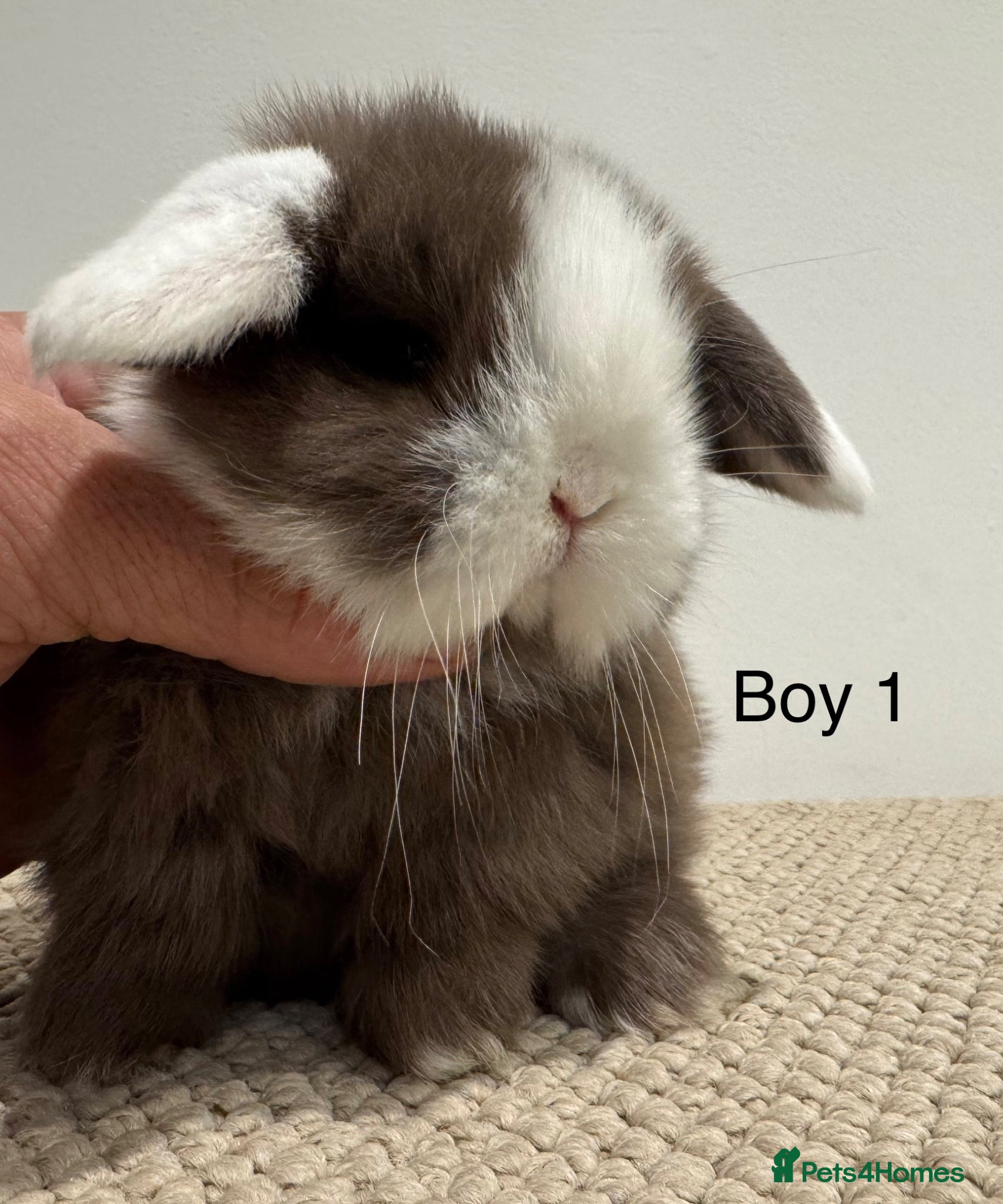 Mini Lop rabbits ☀️ MINI LOPS☀️ - Advert 2