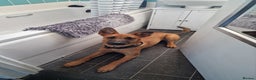 Belgian Shepherd Dog dogs for sale: Snyper - Belgian Malinois - 7 Months - Advert 2