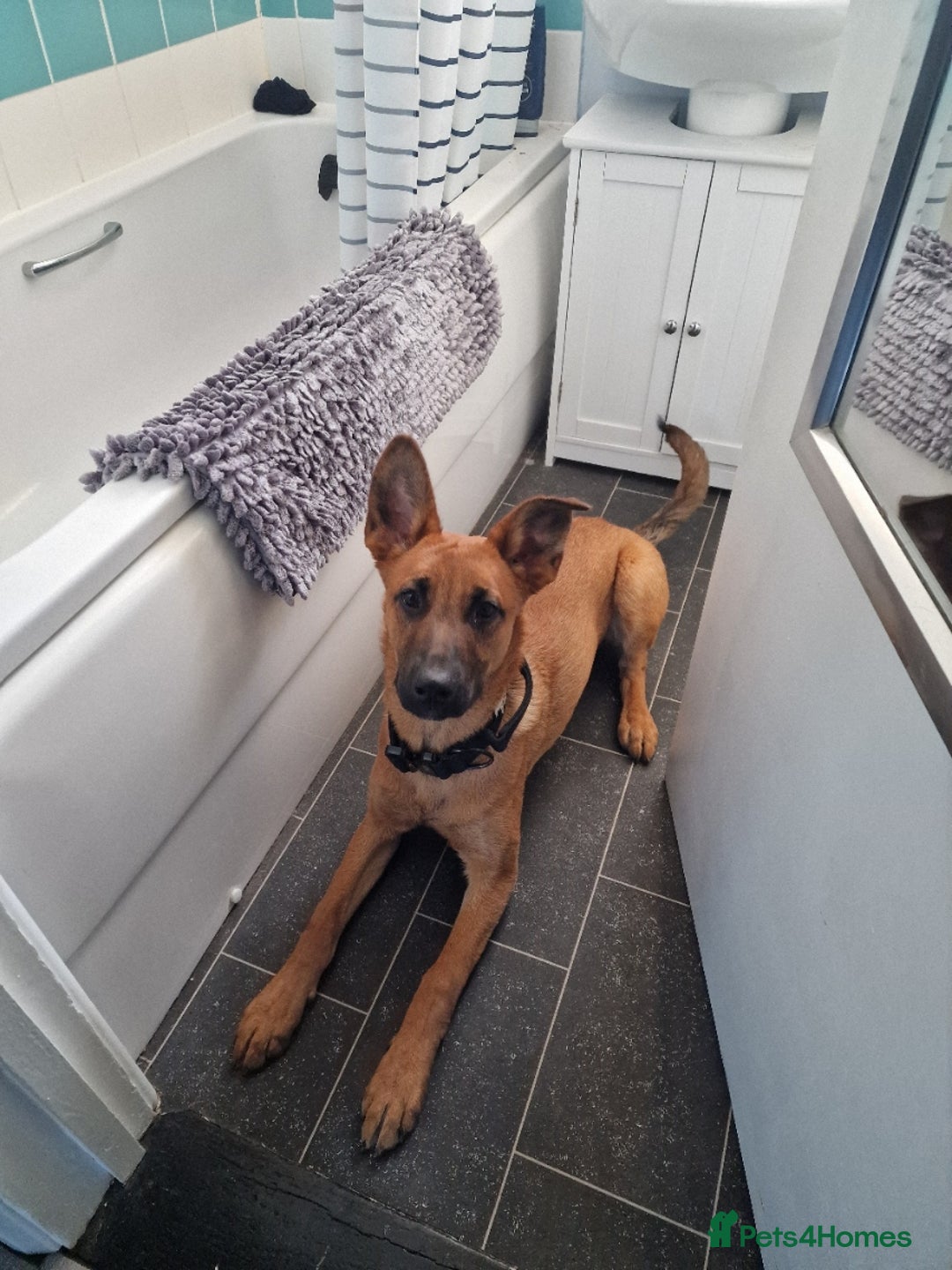 Belgian Shepherd Dog dogs for sale: Snyper - Belgian Malinois - 7 Months - Advert 2