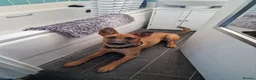 Belgian Shepherd Dog dogs for sale: Snyper - Belgian Malinois - 7 Months - Advert 2