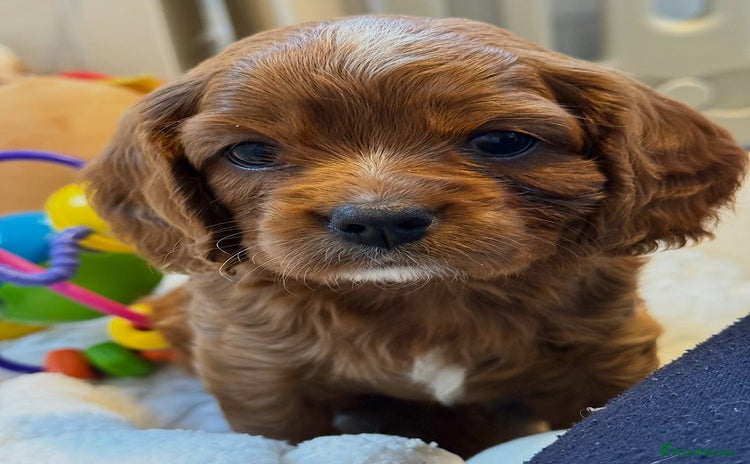 Cavalier King Charles Spaniel dogs - Advert 1