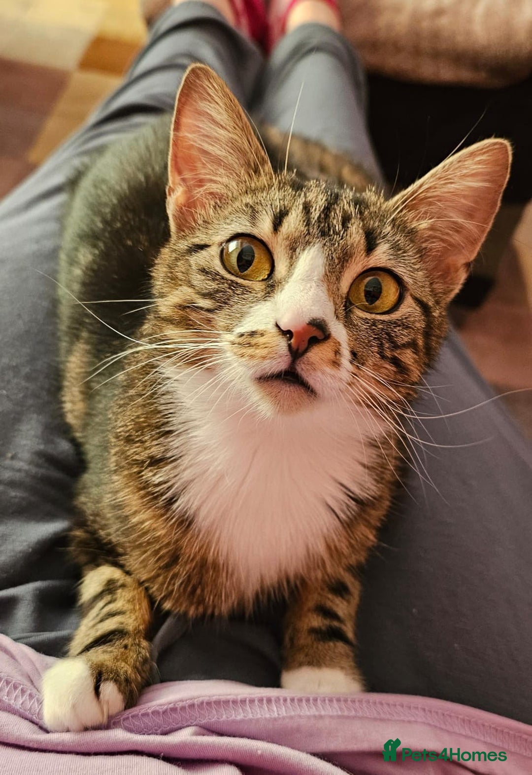 Mixed Breed cats for sale: Lots of cats/kittens up for adoption  - Image 24