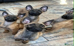 Belgian Shepherd Dog dogs for sale: Belgian malinois  - Image 3