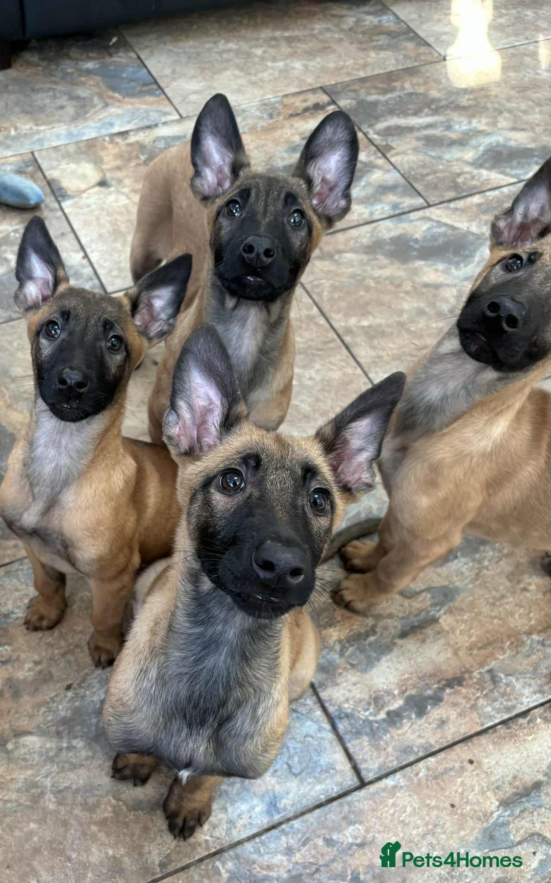 Belgian Shepherd Dog dogs for sale: Belgian malinois  - Image 3