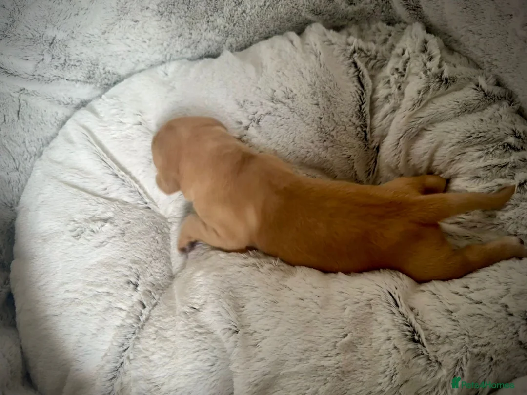 Labrador Retriever dogs for stud: Stunning Fox Red Labrador (Stud) PEDIGREE PROVEN - Advert 24