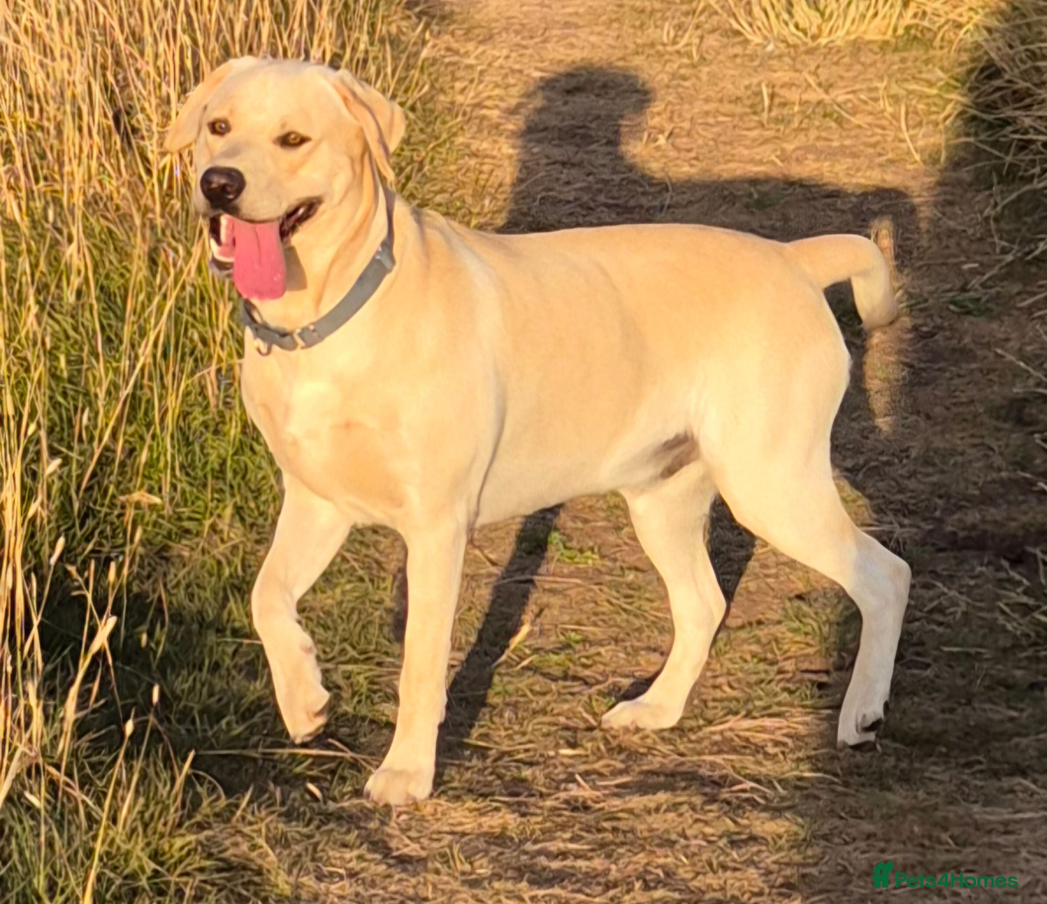 Labrador Retriever dogs STUD ONLY KC REGISTERED LABRADOR FTC BLOODLINES  - Advert 2