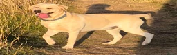 Labrador Retriever dogs for stud: STUD ONLY KC REGISTERED LABRADOR FTC BLOODLINES  - Advert 2