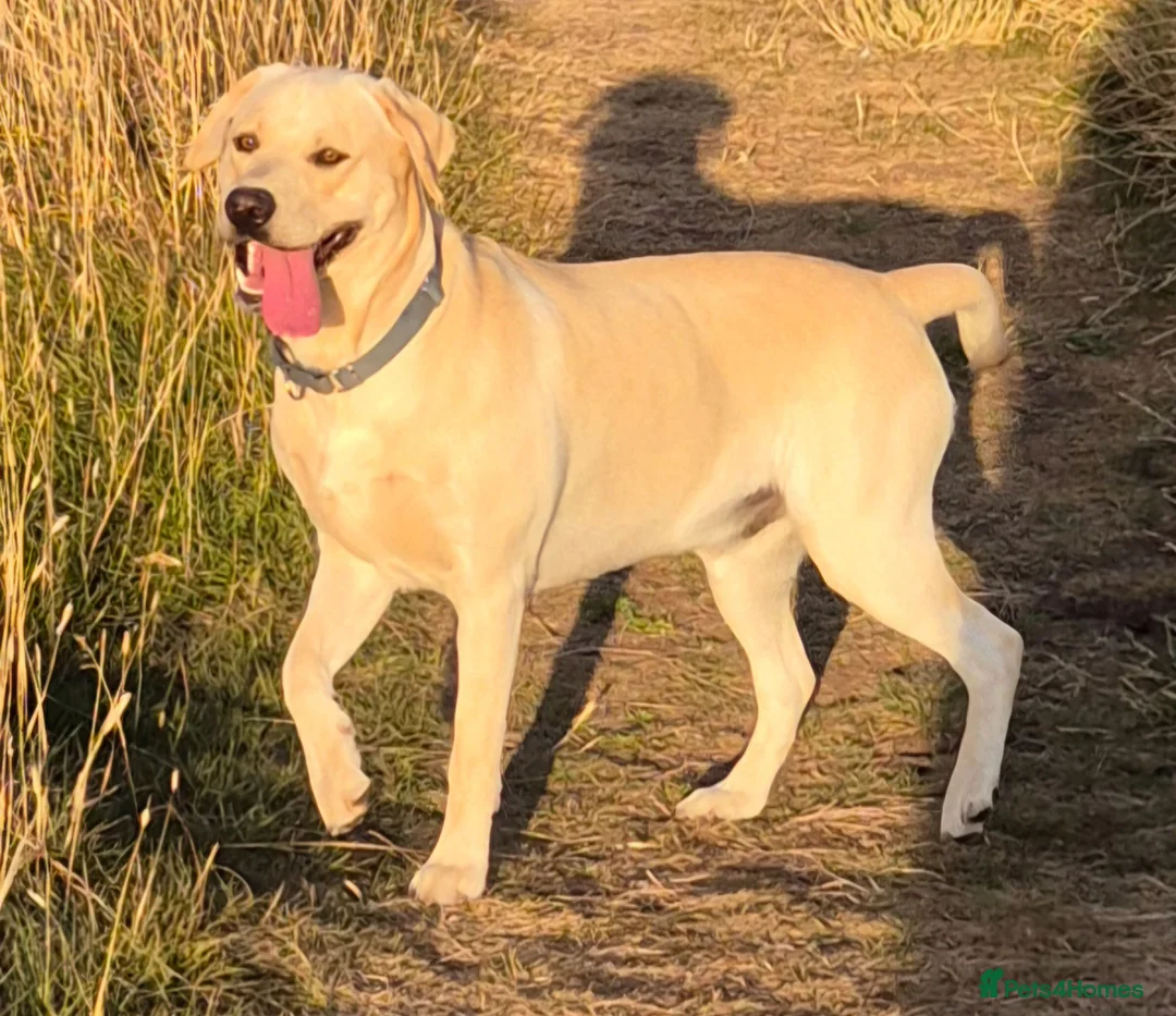 Labrador Retriever dogs for stud: STUD ONLY KC REGISTERED LABRADOR FTC BLOODLINES  - Advert 2