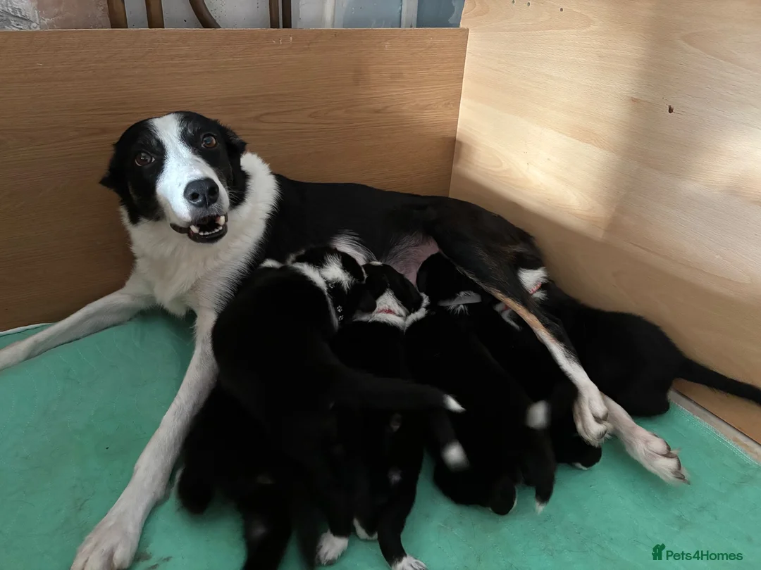 Border Collie dogs for sale: 6 Stunning Border Collie Pups - Advert 1
