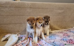 Japanese Shiba Inu dogs for sale: Beautiful Japanese Shiba Inu Puppies - Image 6